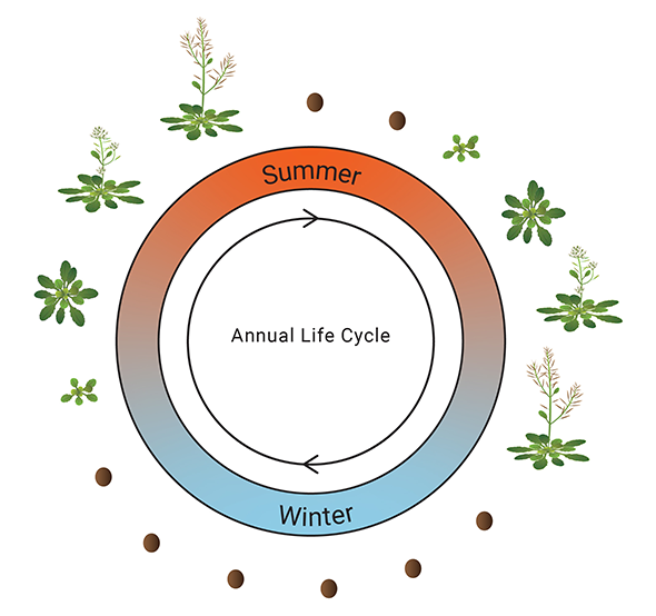 Arabidopsis life cycle snapshot