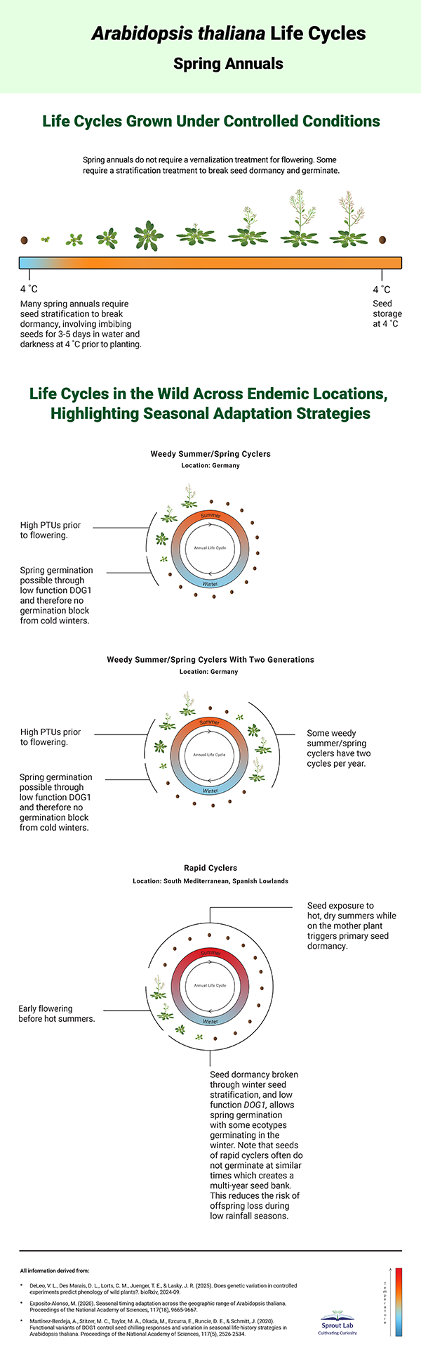 Arabidopsis infographic snapshot