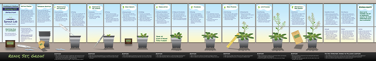 Arabidopsis panorama snapshot