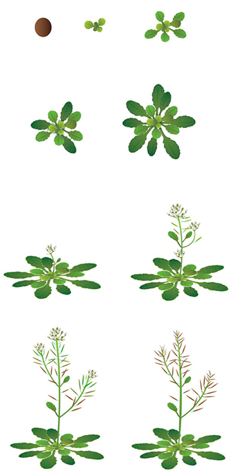 Arabidopsis plants snapshot